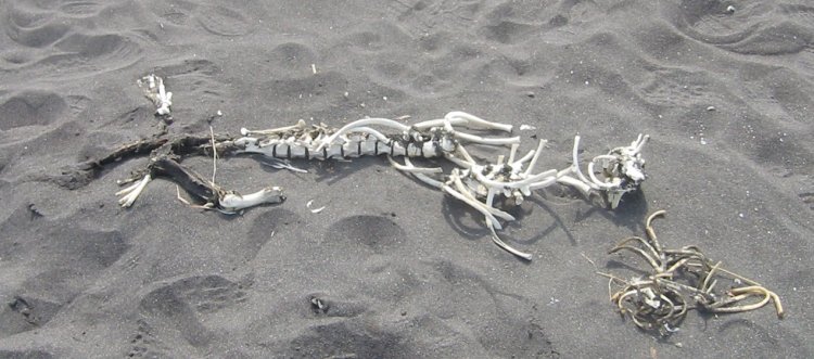 Скелет тюленя