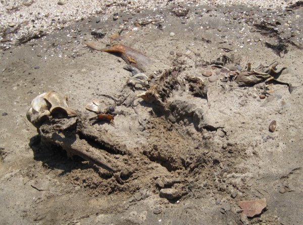 Афалина. Череп я уже вытащил от песка и слегка очистил, остальные кости лежат как лежали. Длина животного - около 200 см.